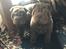 Shar pei hvalpe