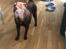 Shar pei hvalpe