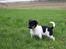 Dansk svensk gaardhund Hvalpe   8 uger