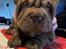 Shar pei hvalpe