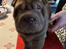 Shar pei hvalpe