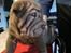 Shar pei hvalpe