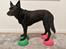 *NY* Paw pods