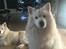 Samojedhund Samo