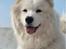 Samojedhund Samo