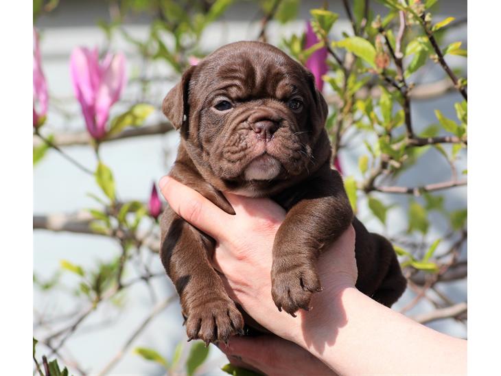 Engelsk bulldog ... billede 0