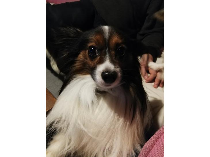 Papillon Peter billede 0