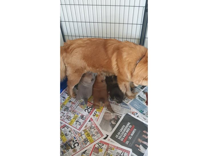 Chow chow hvalpe billede 0