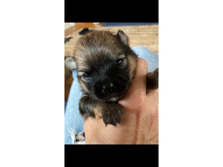 {{currentPhoto.altText}} billede {{currentPhoto.number}}