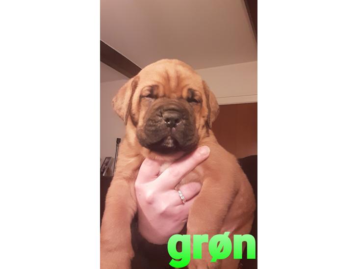 Blanding af racer Cane corso/doque de bordeaux billede 0