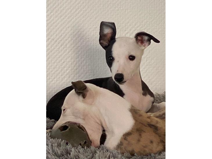 Whippet J K`s billede 0