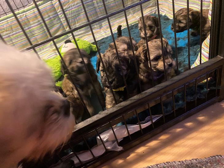 Puddel/shihtzu hvalpe billede 0