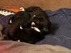 Greyhound hvalpe