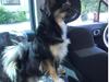 Pavillon/chihuahua hanhund til parring