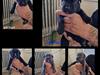Cane corso Ingen