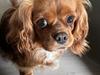 Cavalier king charles spaniel Hund