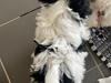 Allergi venlige hundehvalpe s&#230;lges