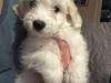 Coton de tulear Kayas hvalpe