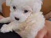 Malteser Luna