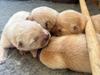 Chow chow Kuld