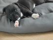 Staffordshire bull terrier Flere