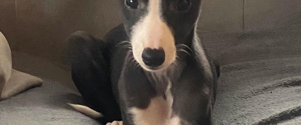 Whippet Kennel JK kr. 12000 hunde