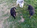 Toypuddel Han-hunde