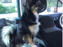 Pavillon/chihuahua hanhund til parring