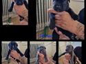 Cane corso Ingen