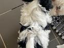 Allergi venlige hundehvalpe sælges