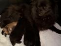 Pomeranian 3hanner