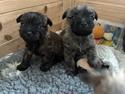 Cairn terrier ingen navn endnu