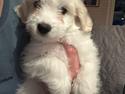 Coton de tulear Kayas hvalpe