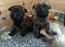 Cairn terrier ingen navn endnu