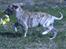 Whippet Whippet hvalp