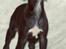 Whippet Whippet hvalp