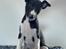 Whippet Whippet hvalp