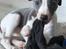 Whippet Whippet hvalp