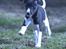 Whippet Whippet hvalp