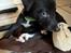 Greyhound hvalpe