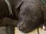 Greyhound hvalpe