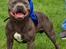 Staffordshire bull terrier Venom