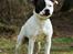 Staffordshire bull terrier Mio