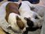 Staffordshire bull terrier Mio