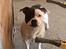 Staffordshire bull terrier Mio