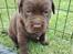 Labrador retriever ....