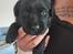 Labrador retriever ....