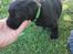 Labrador retriever ....
