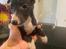 Whippet Kennel JK