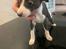 Whippet Kennel JK